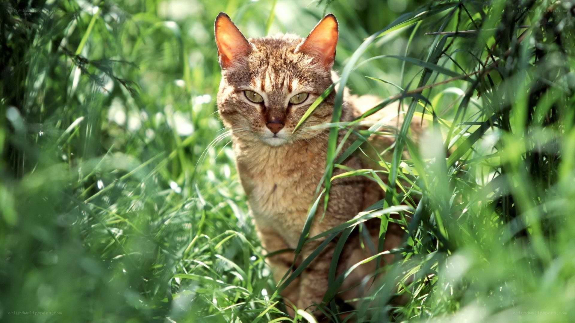 cat in tall grass