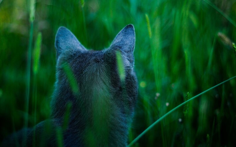 cat in tall grass