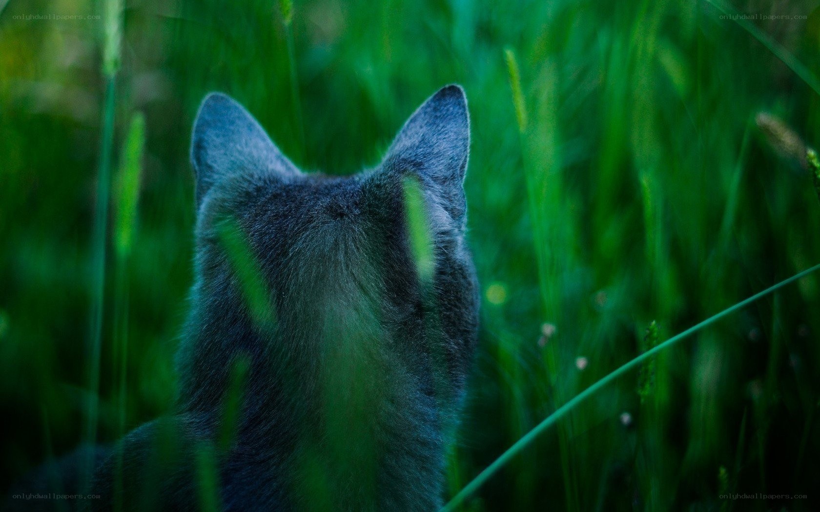 cat in tall grass