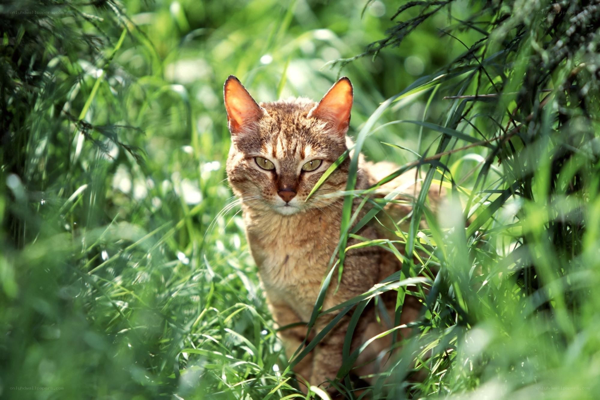 cat in tall grass
