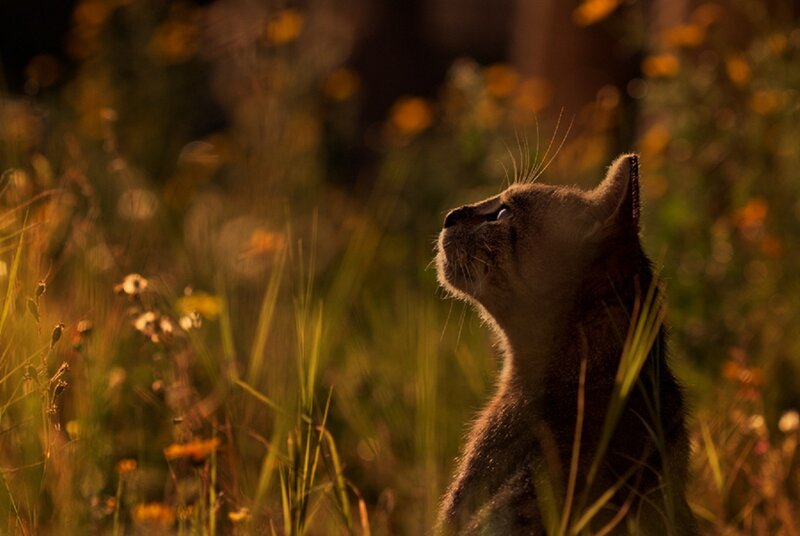 Cat in Tall Grass — Brown