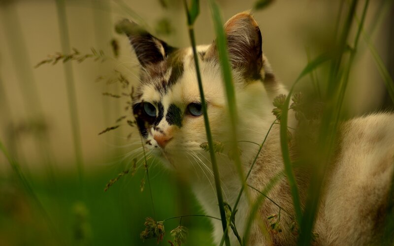 Cat in Tall Grass — Green, Calm