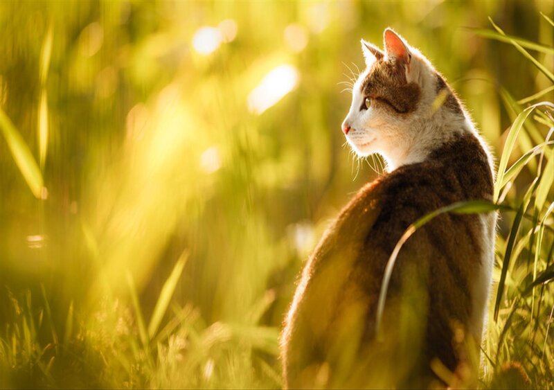 Cat in Tall Grass — Green, Serene