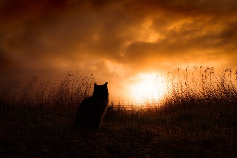 Cat in Tall Grass — Orange