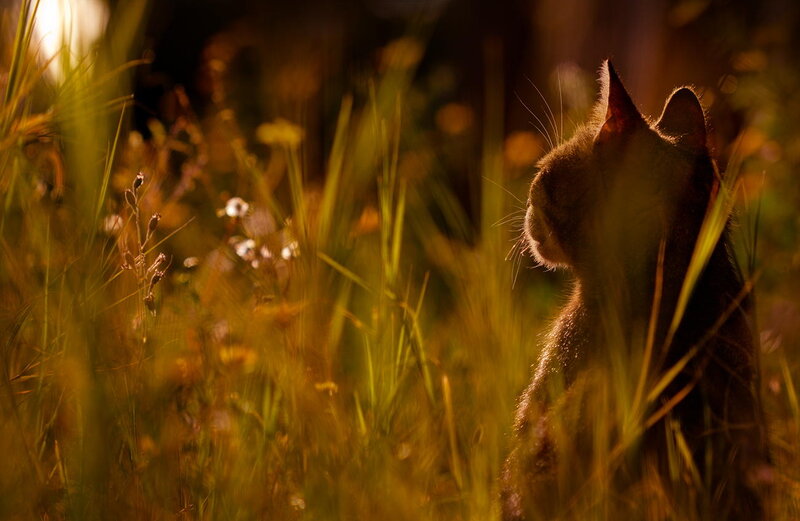 Cat in Tall Grass — Yellow