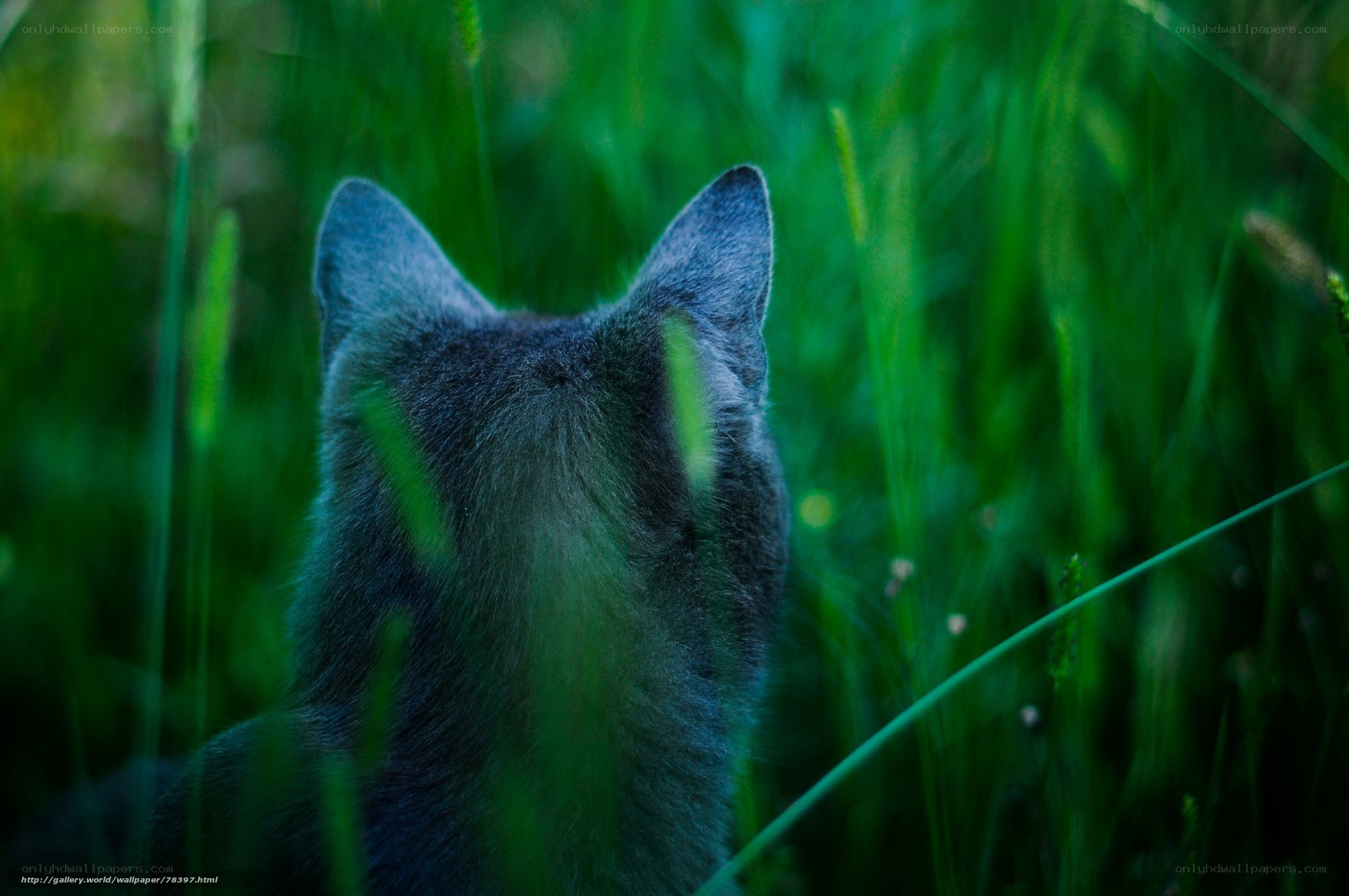 cat in tall grass