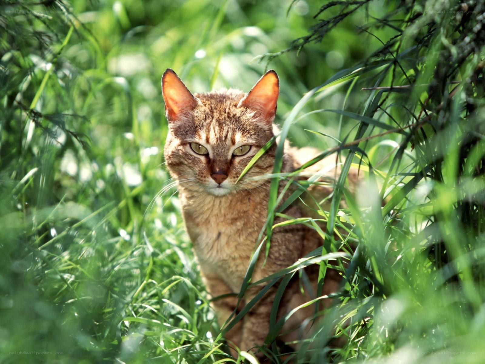 cat in tall green grass