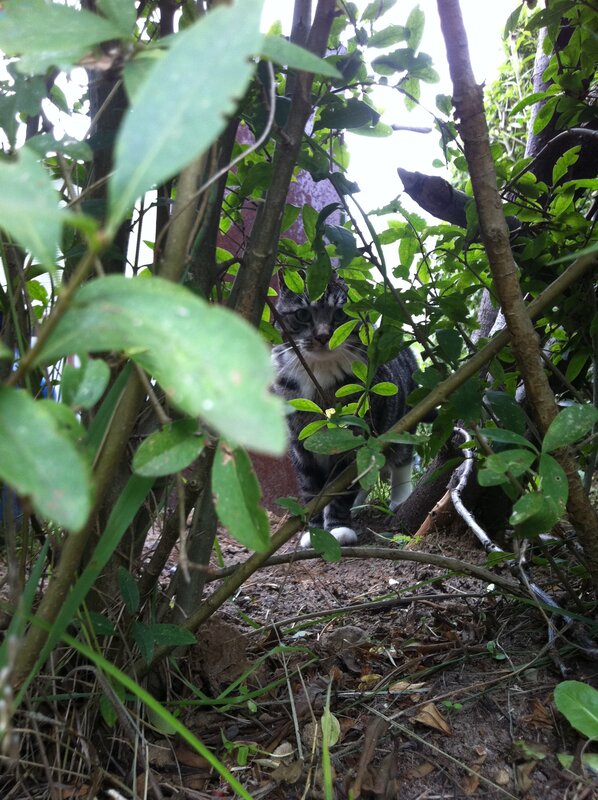 cat in the bushes