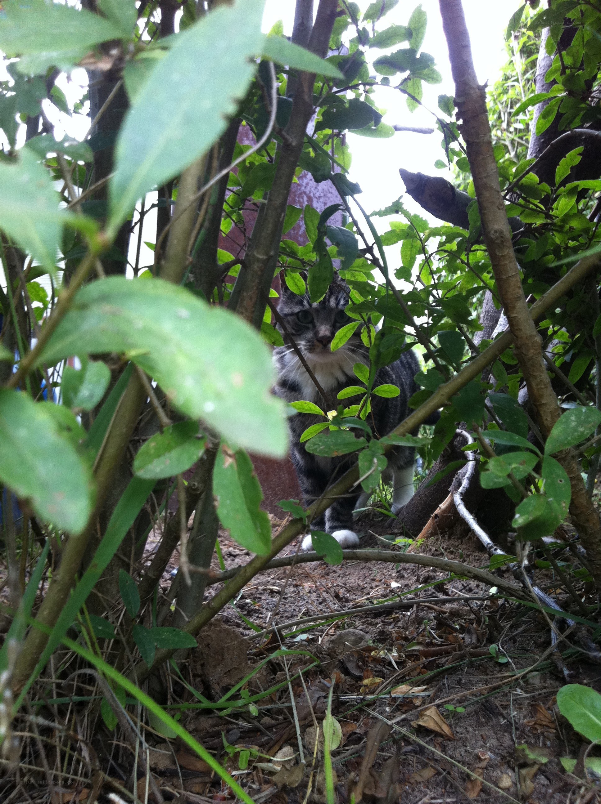cat in the bushes