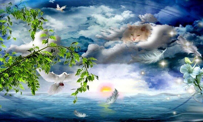 Cat in the Clouds
