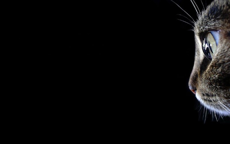cat in the dark