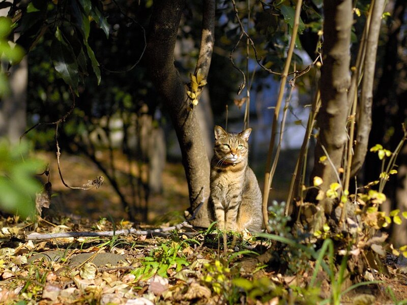 Cat in the forest