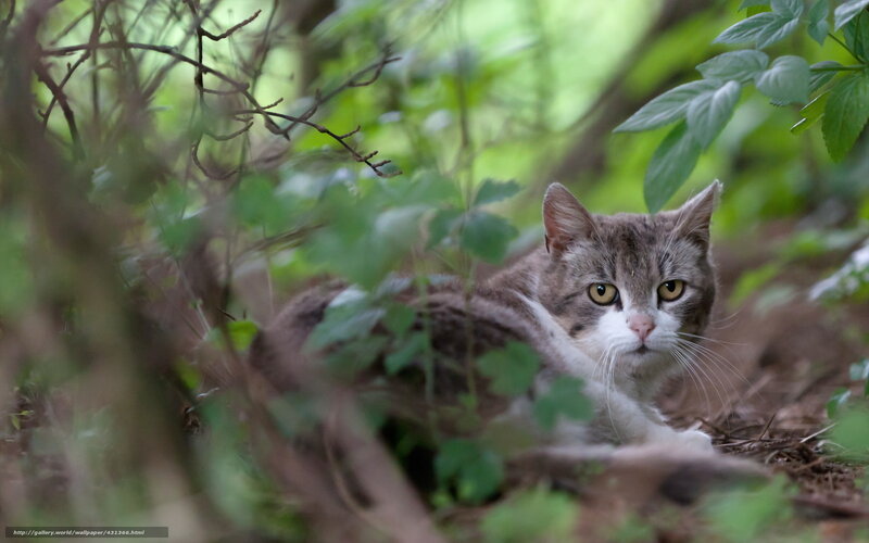 Cat in the forest