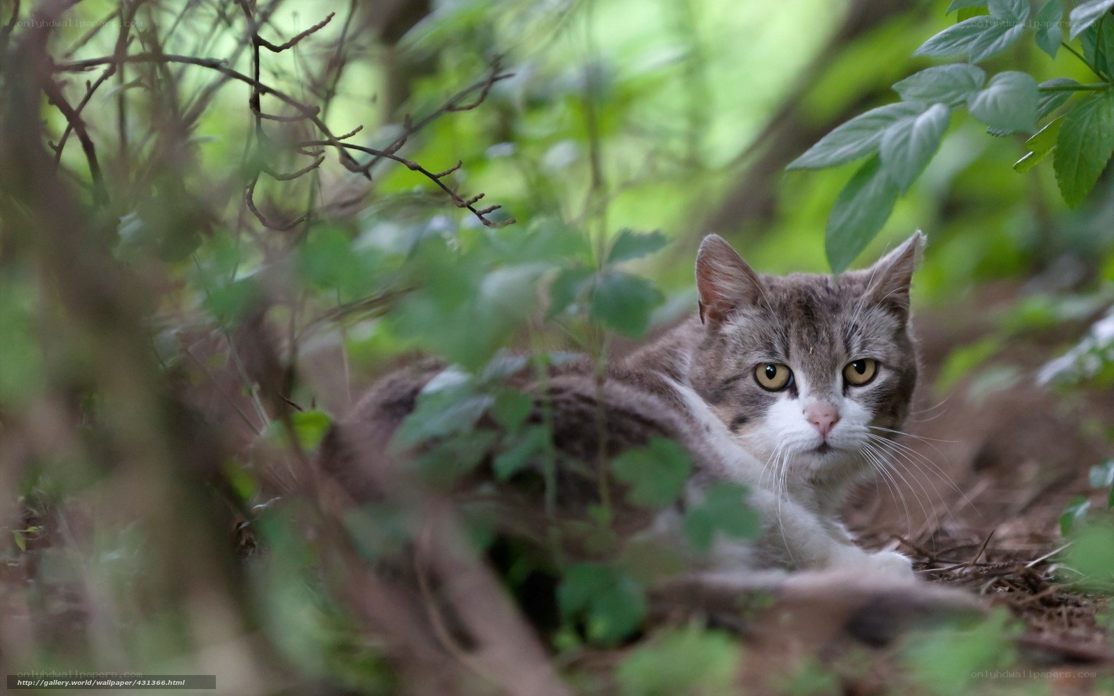 Cat in the forest