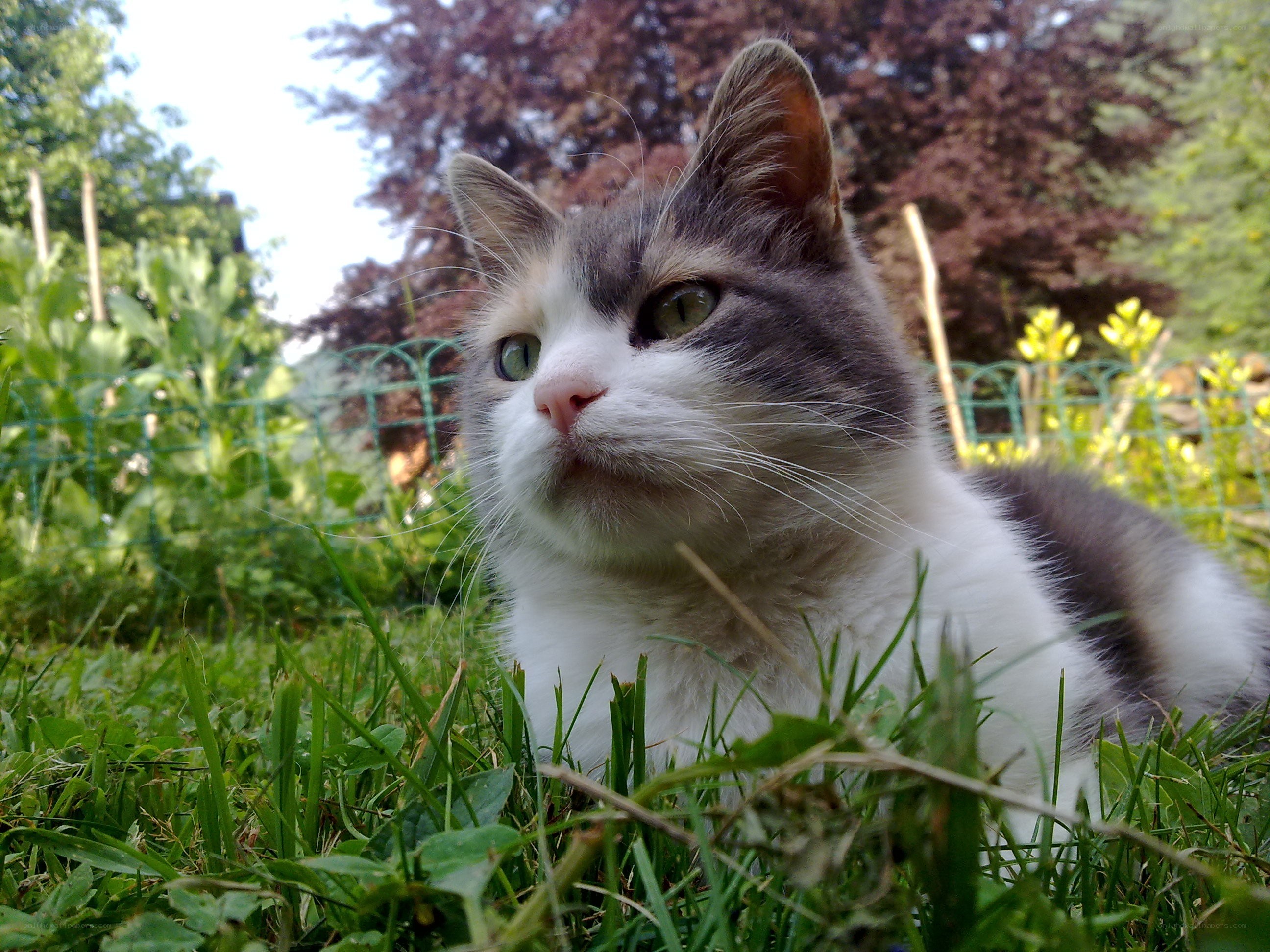 cat in the garden