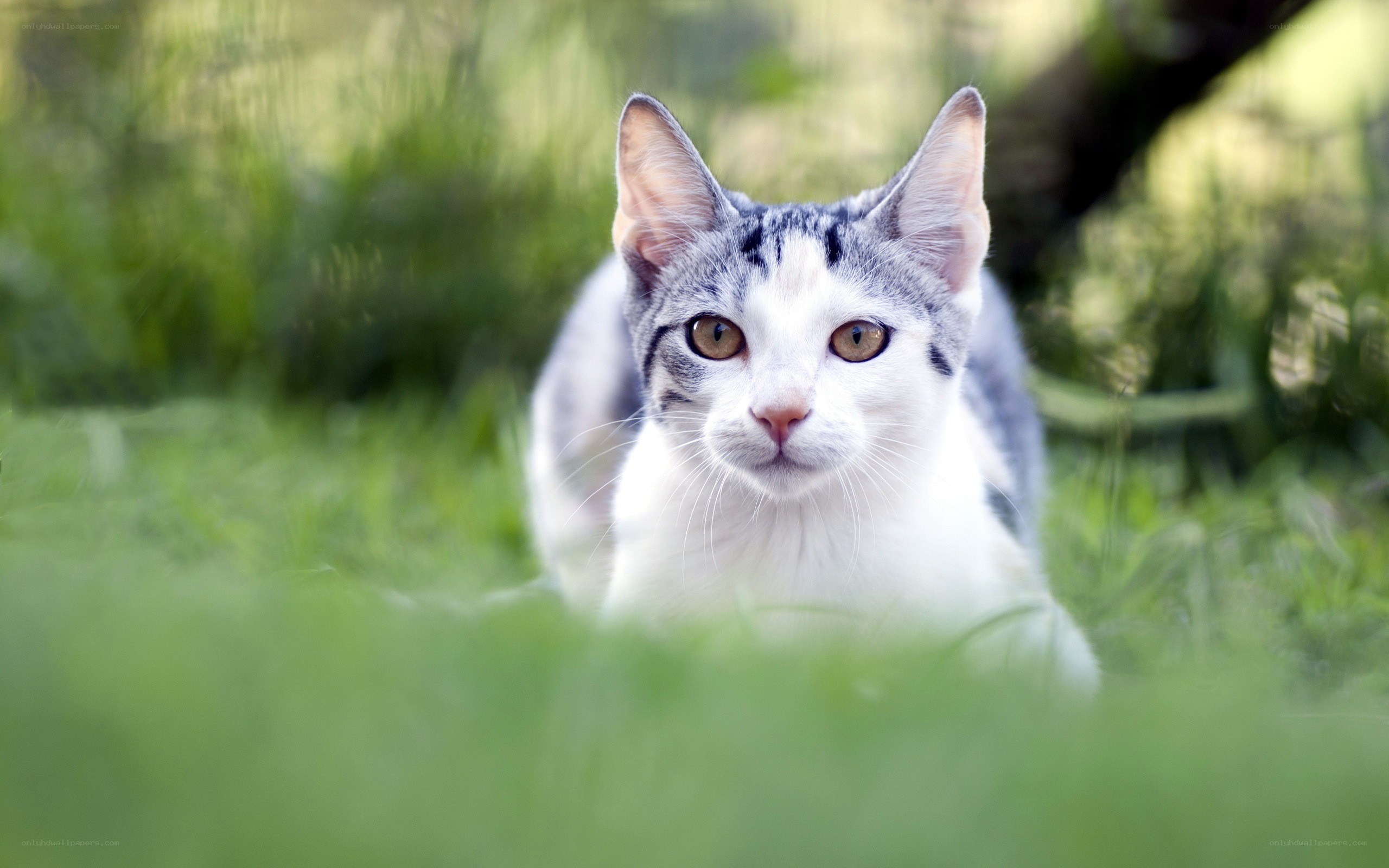 cat in the grass