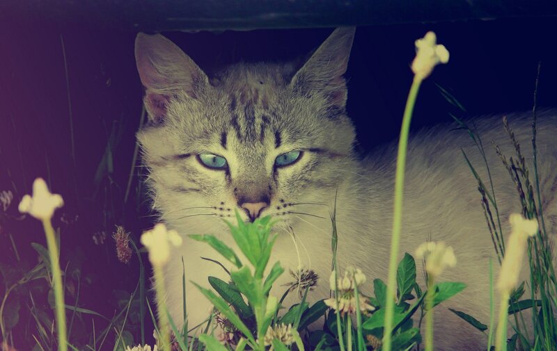 cat in the grass