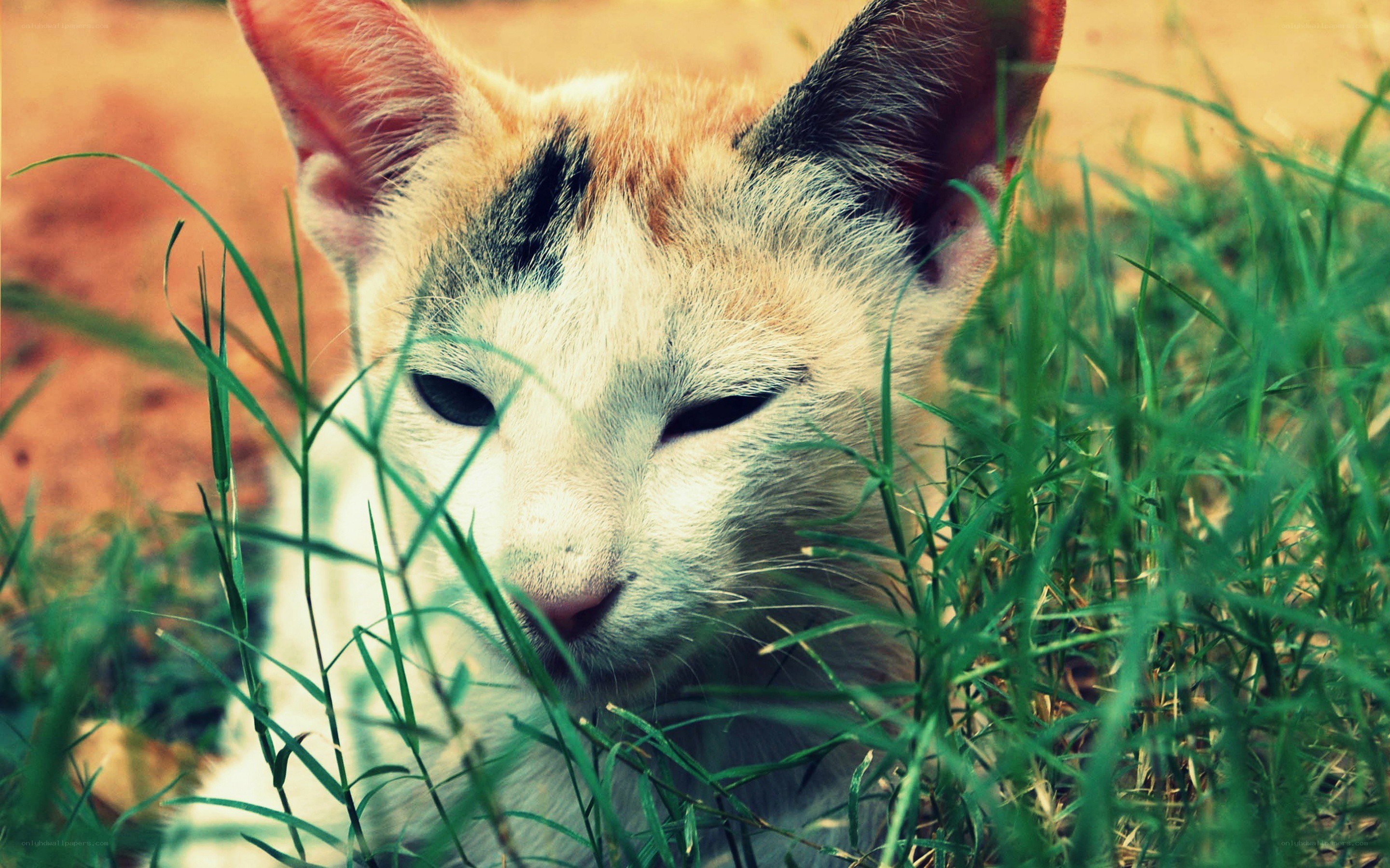 cat in the grass