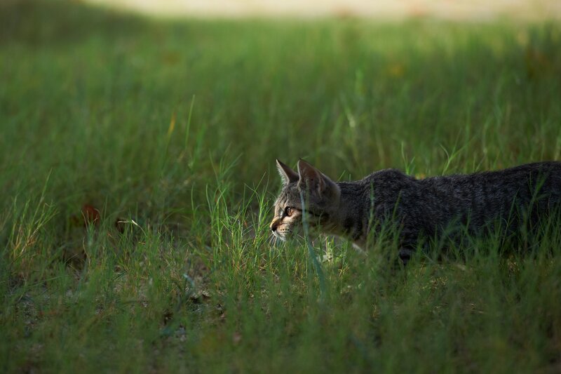 cat in the grass