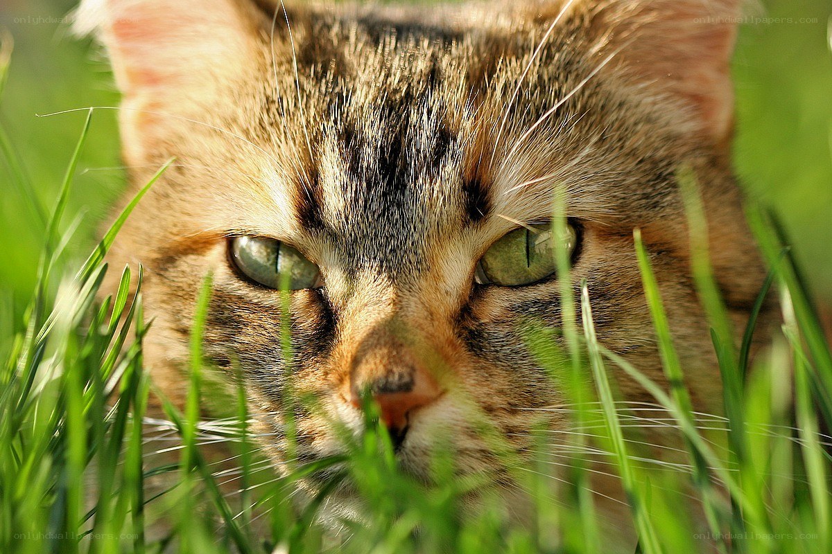 cat in the grass