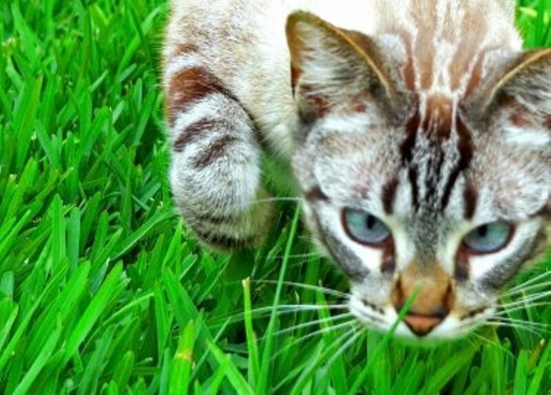 cat in the grass