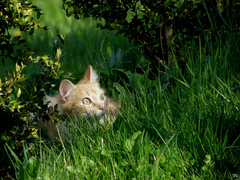 cat in the grass