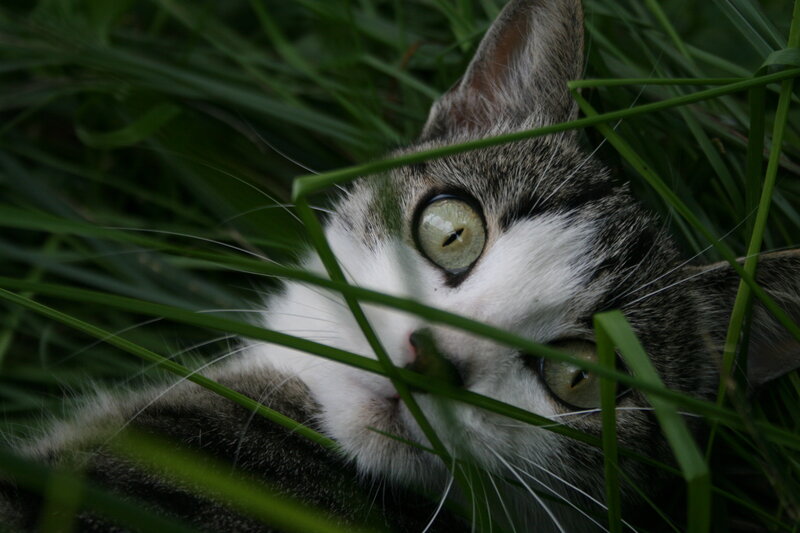 cat in the grass