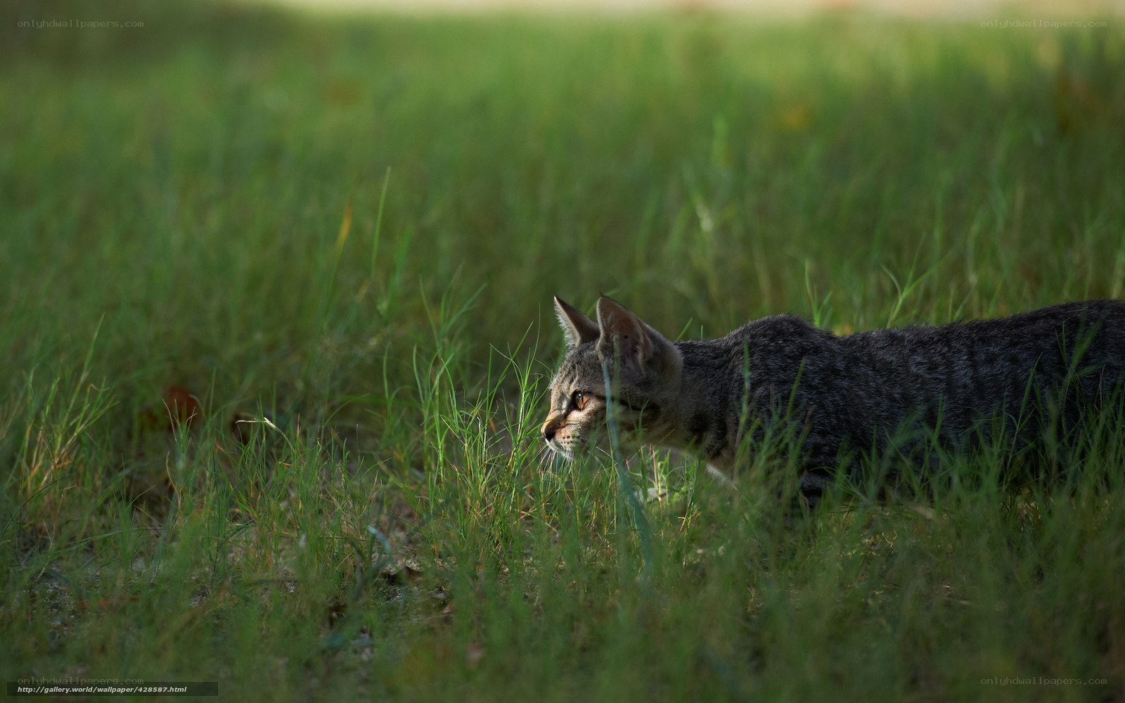 Cat in the grass