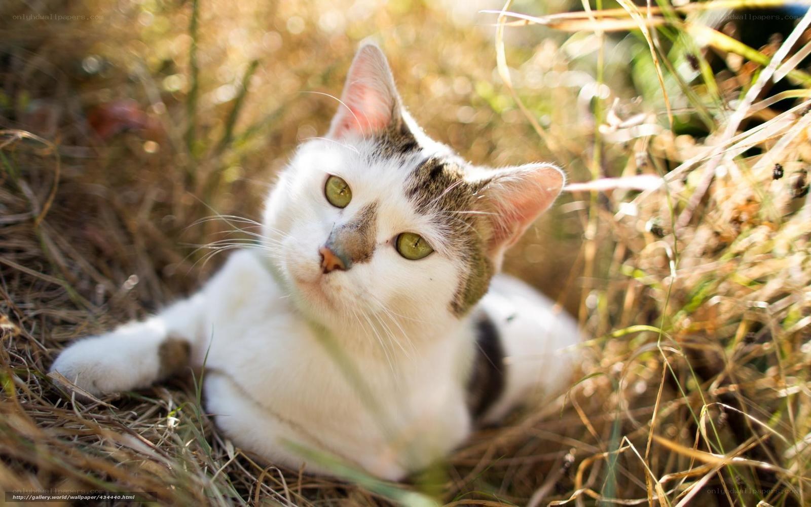 cat in the grass