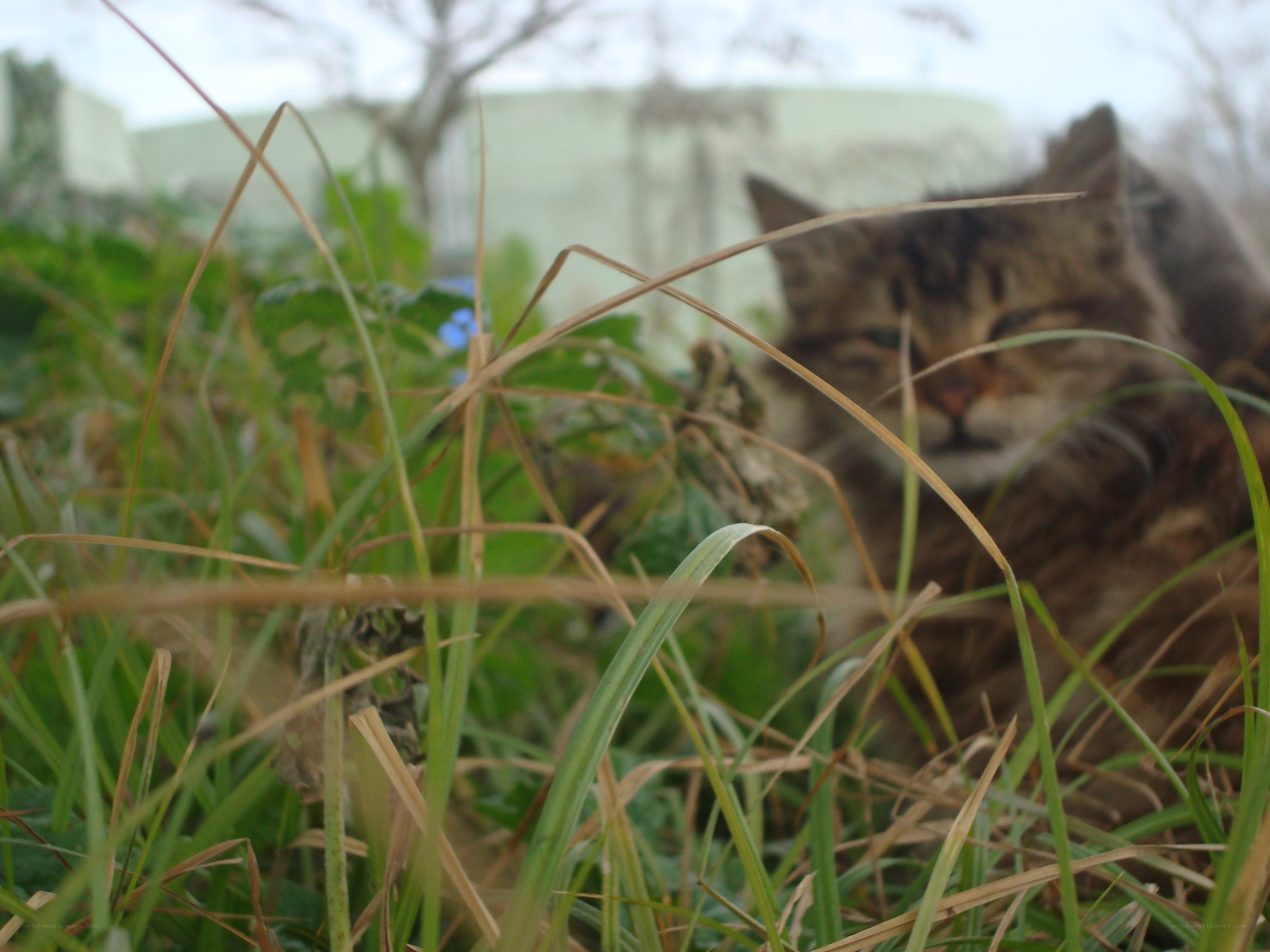 cat in the grass