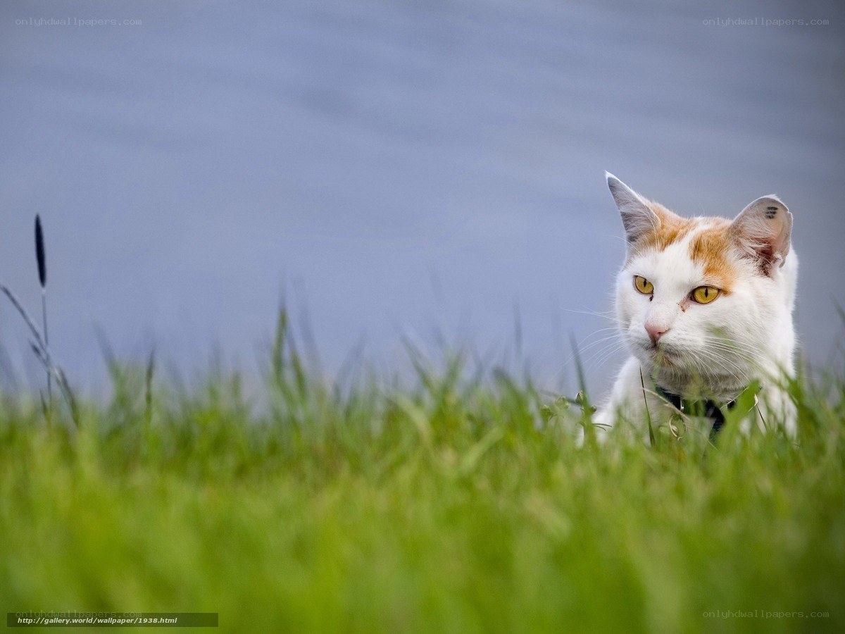 cat in the grass by water