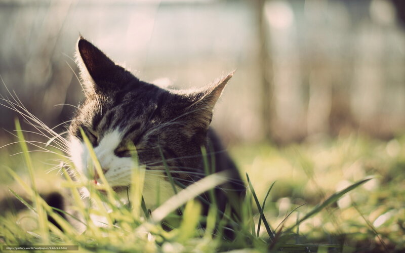 cat in the grass