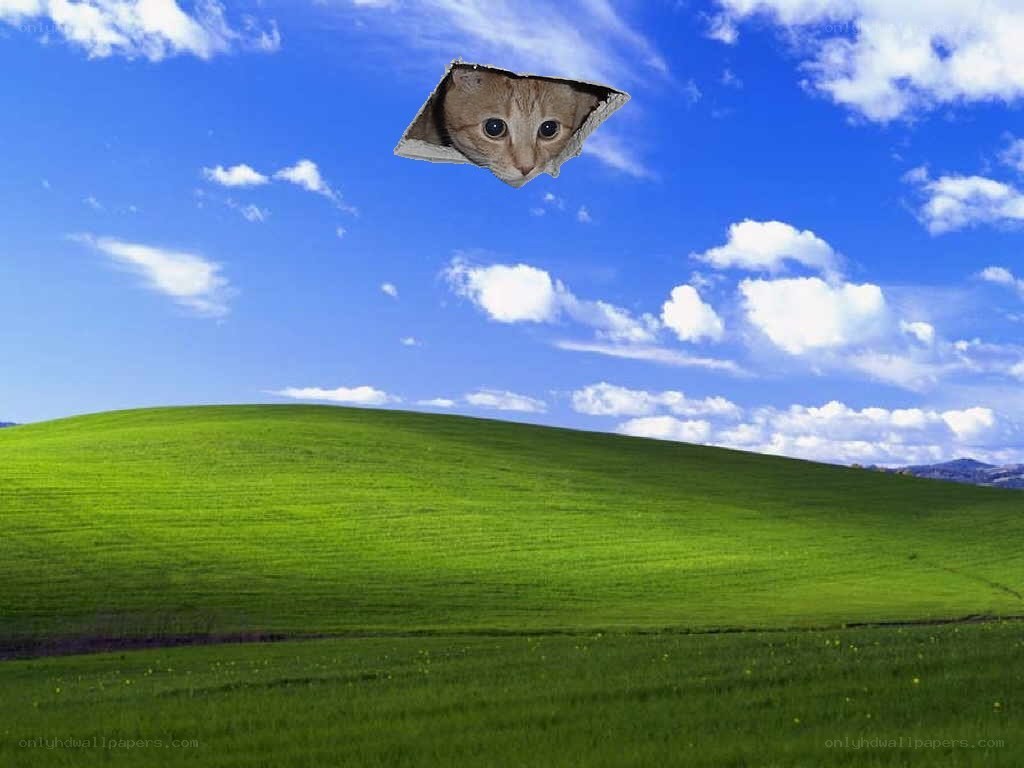 cat in the sky