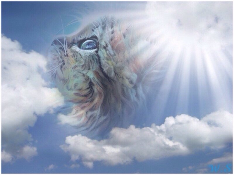 Cat in the Sky — Blue