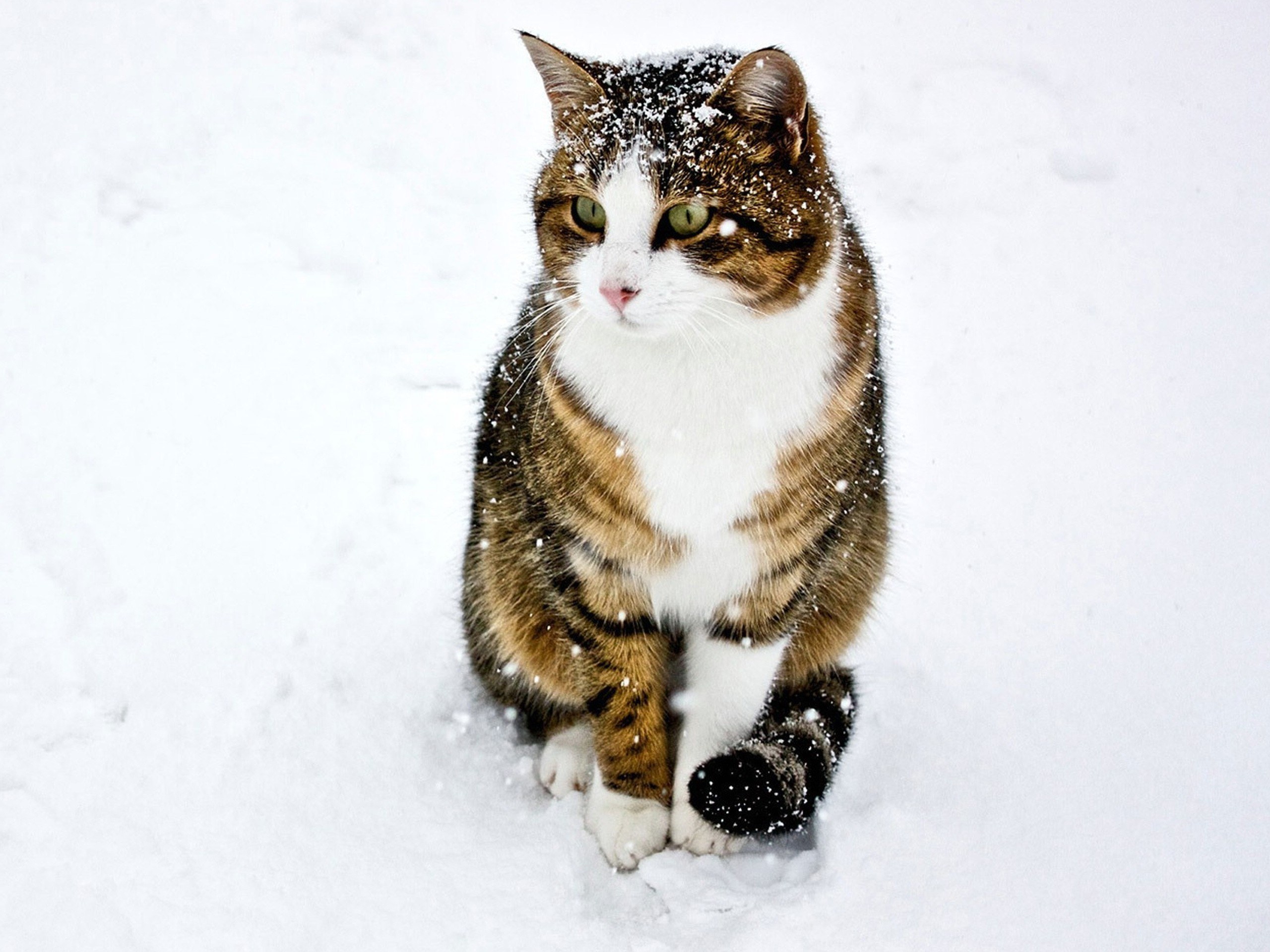 cat in the snow