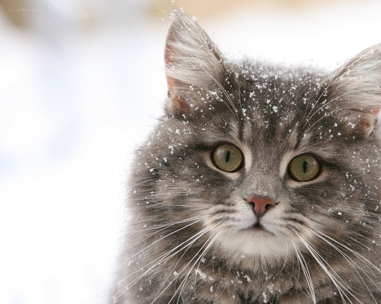 cat in the snow