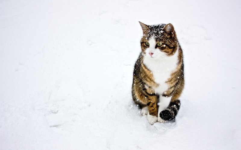 cat in the snow