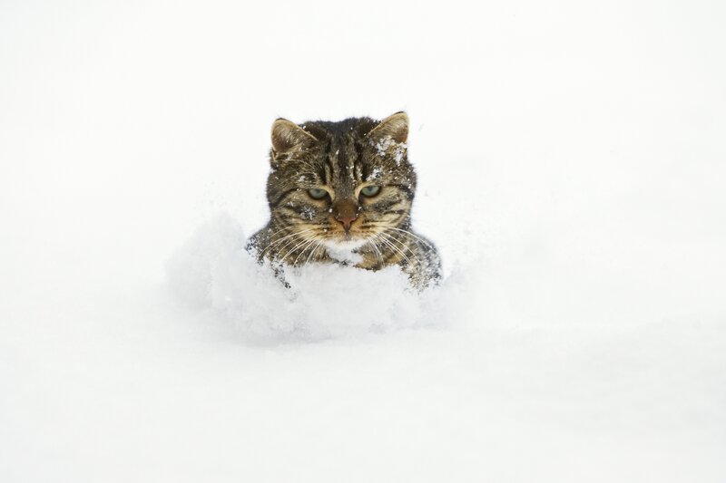 cat in the snow