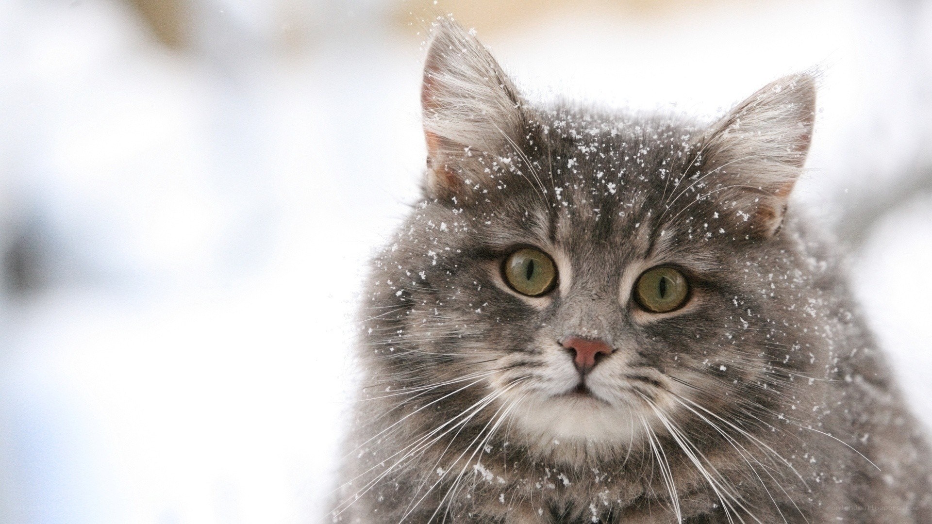 cat in the snow