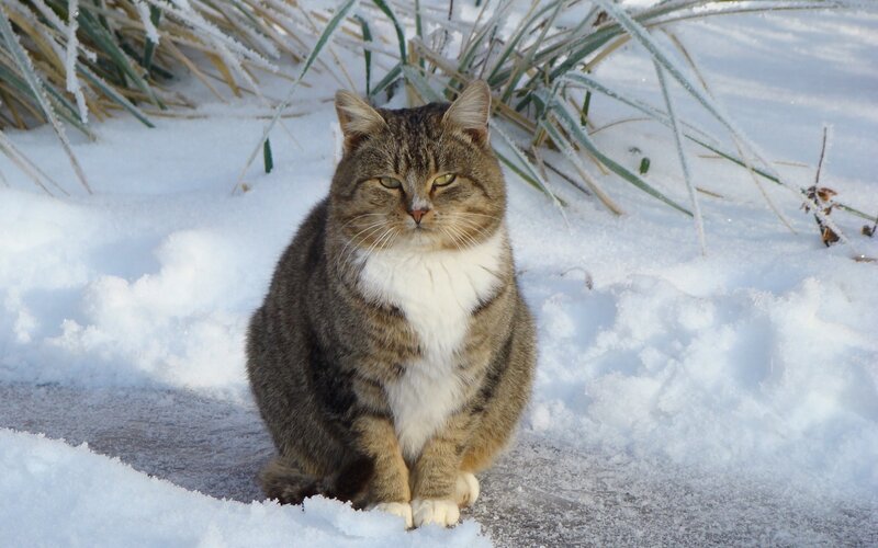 cat in the snow