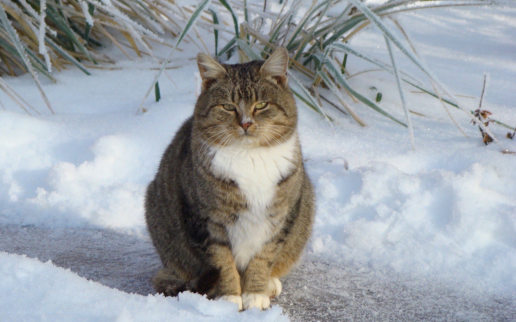 cat in the snow