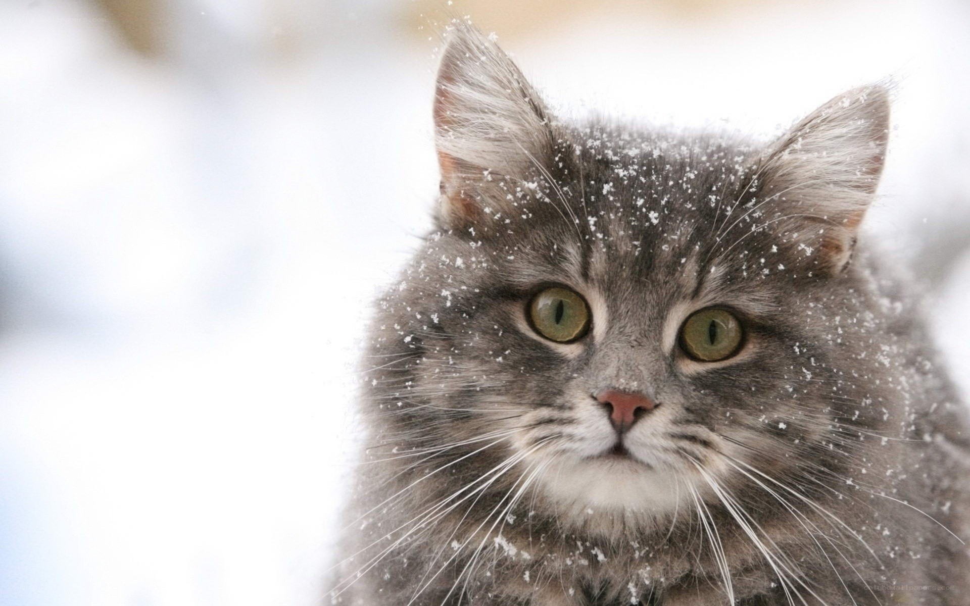 cat in the snow