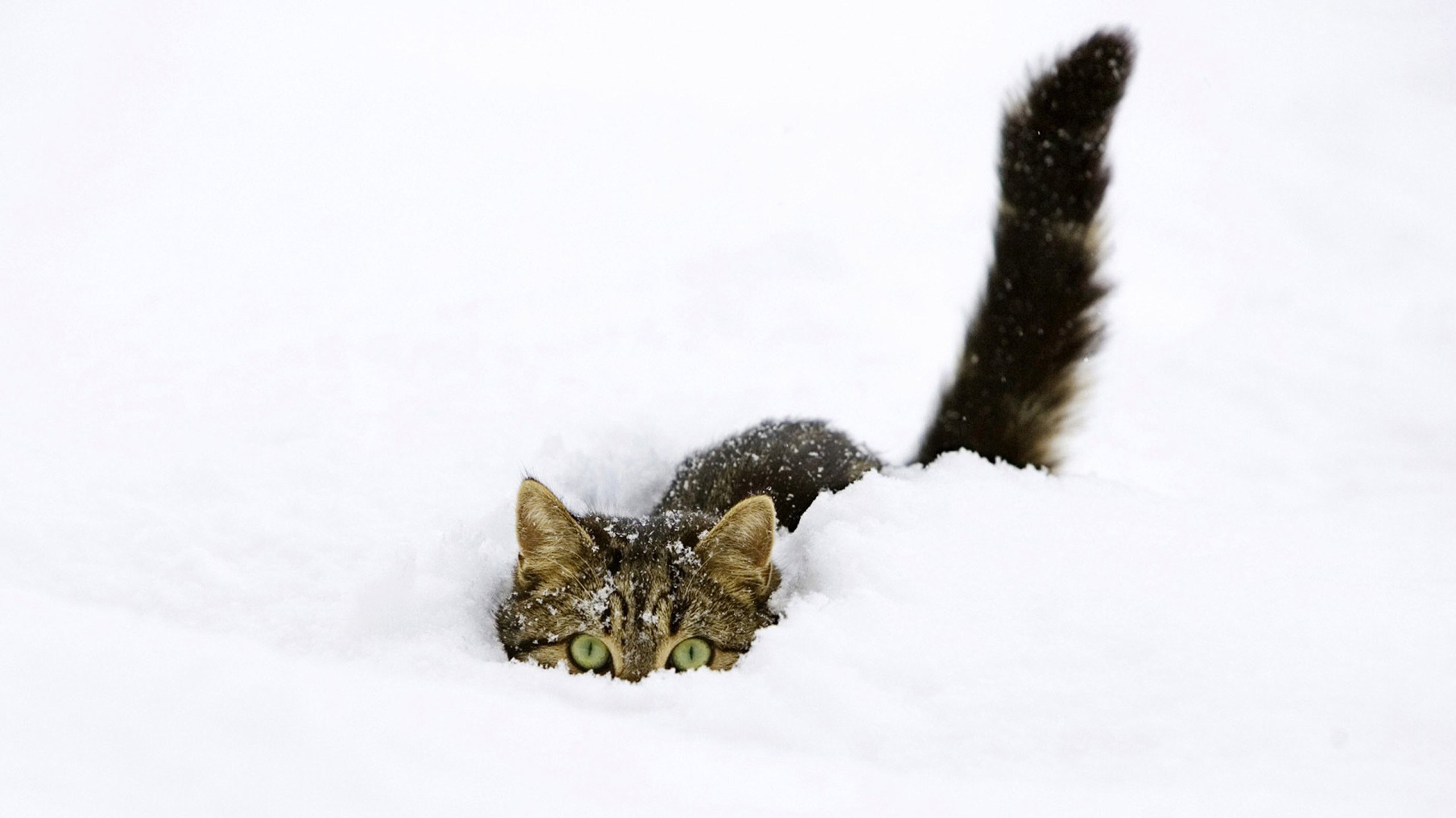 cat in the snow