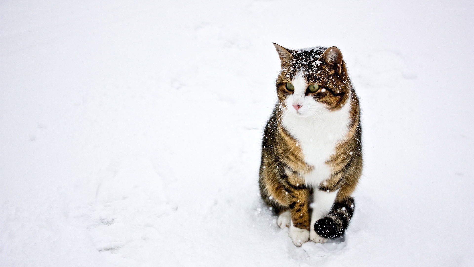 cat in the snow