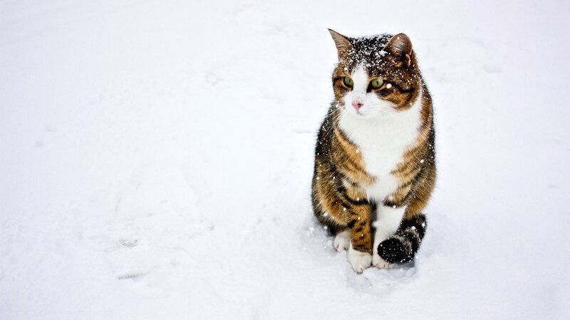 cat in the snow