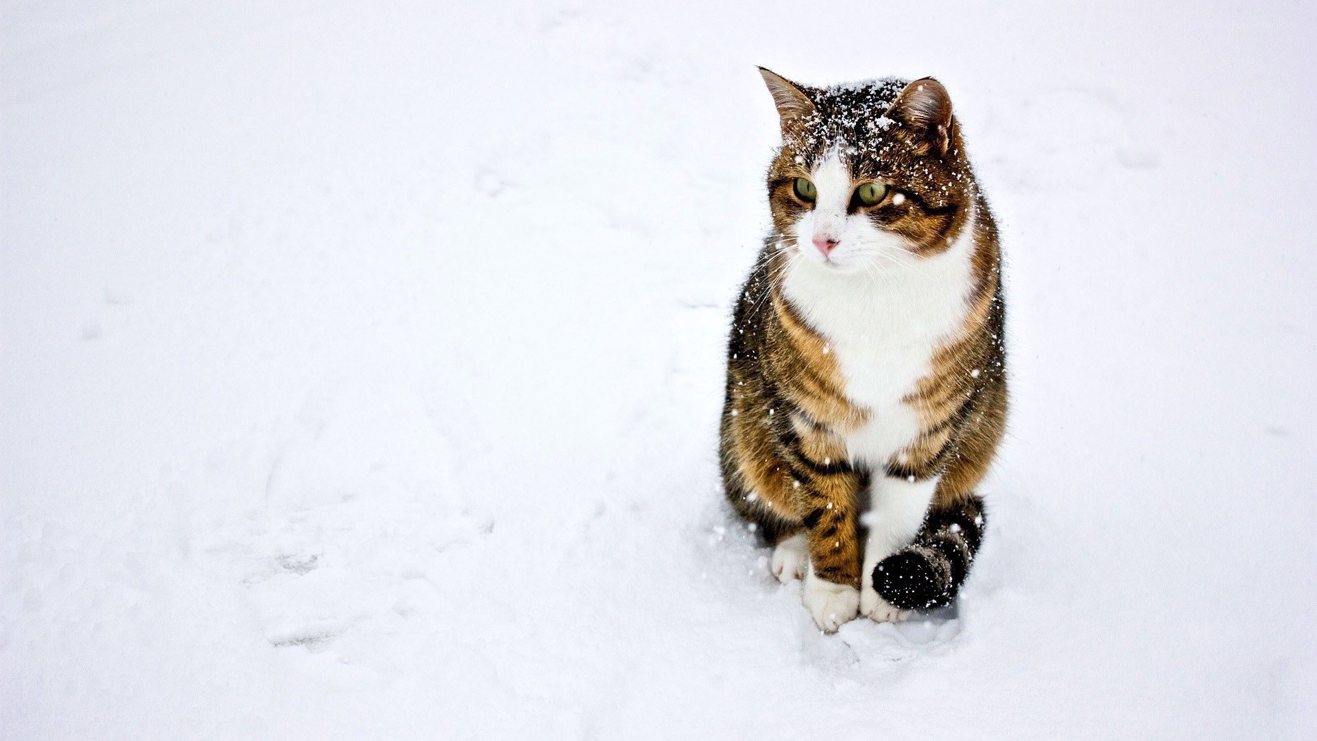 cat in the snow