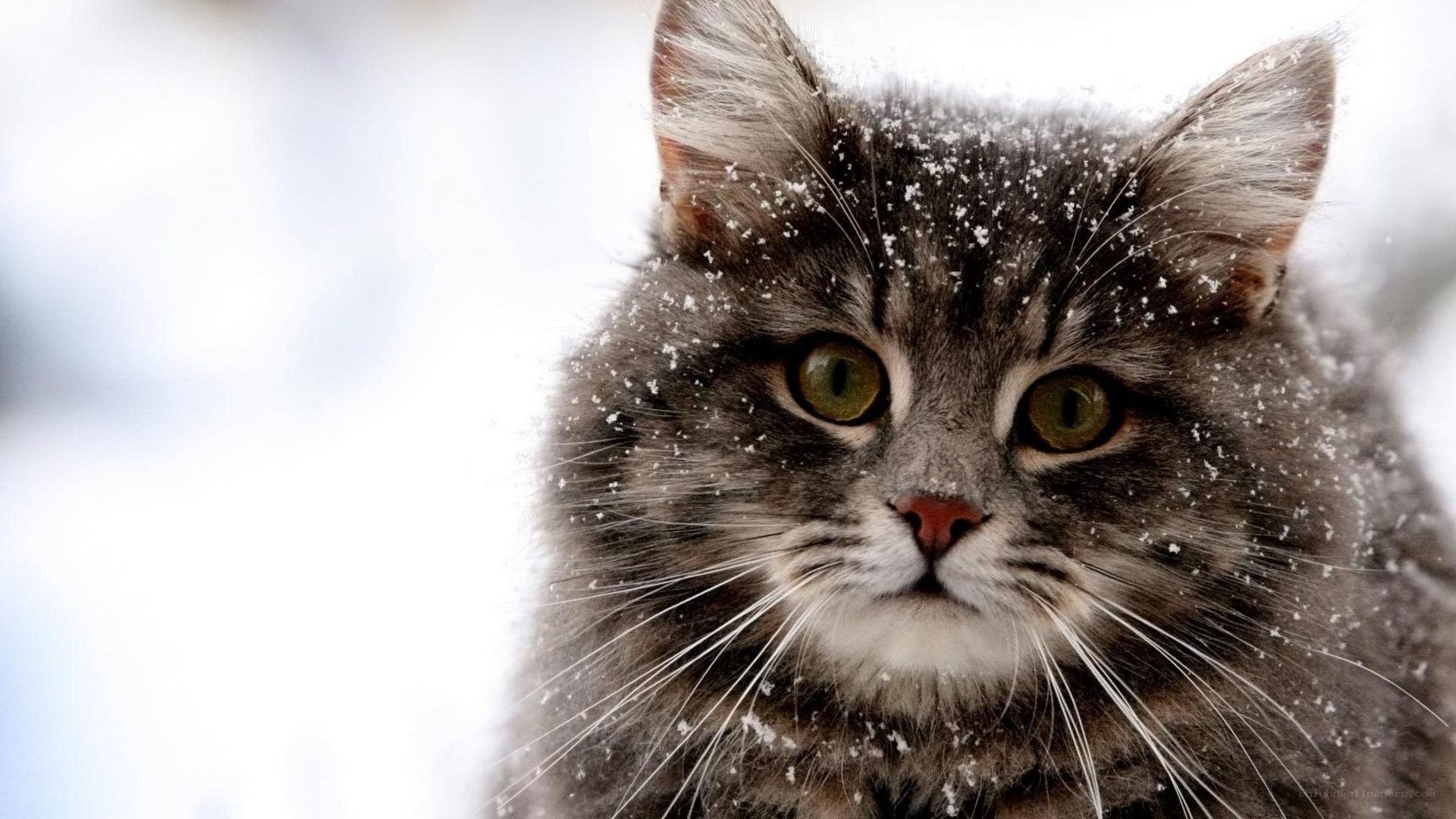 cat in the snow