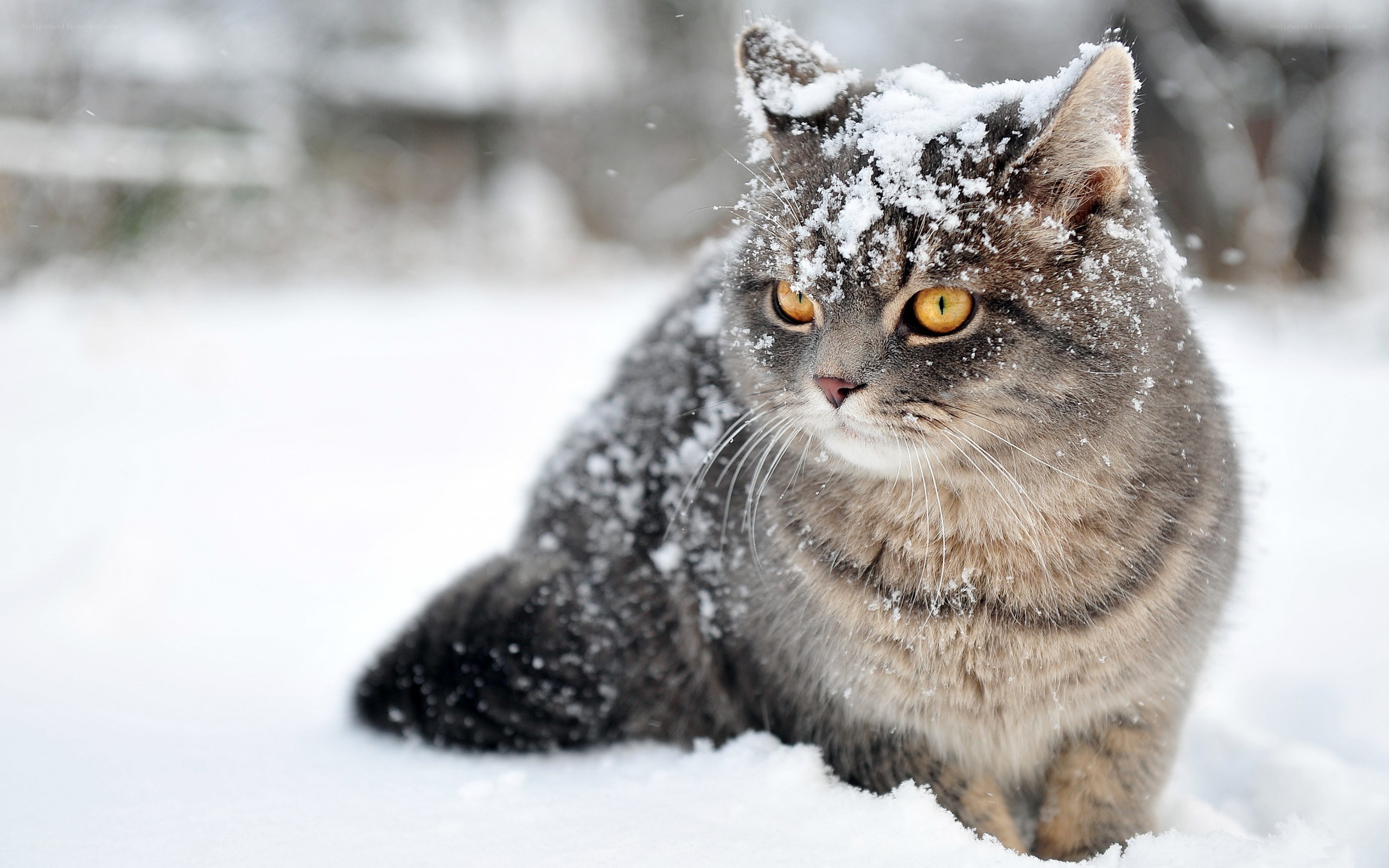 cat in the snow