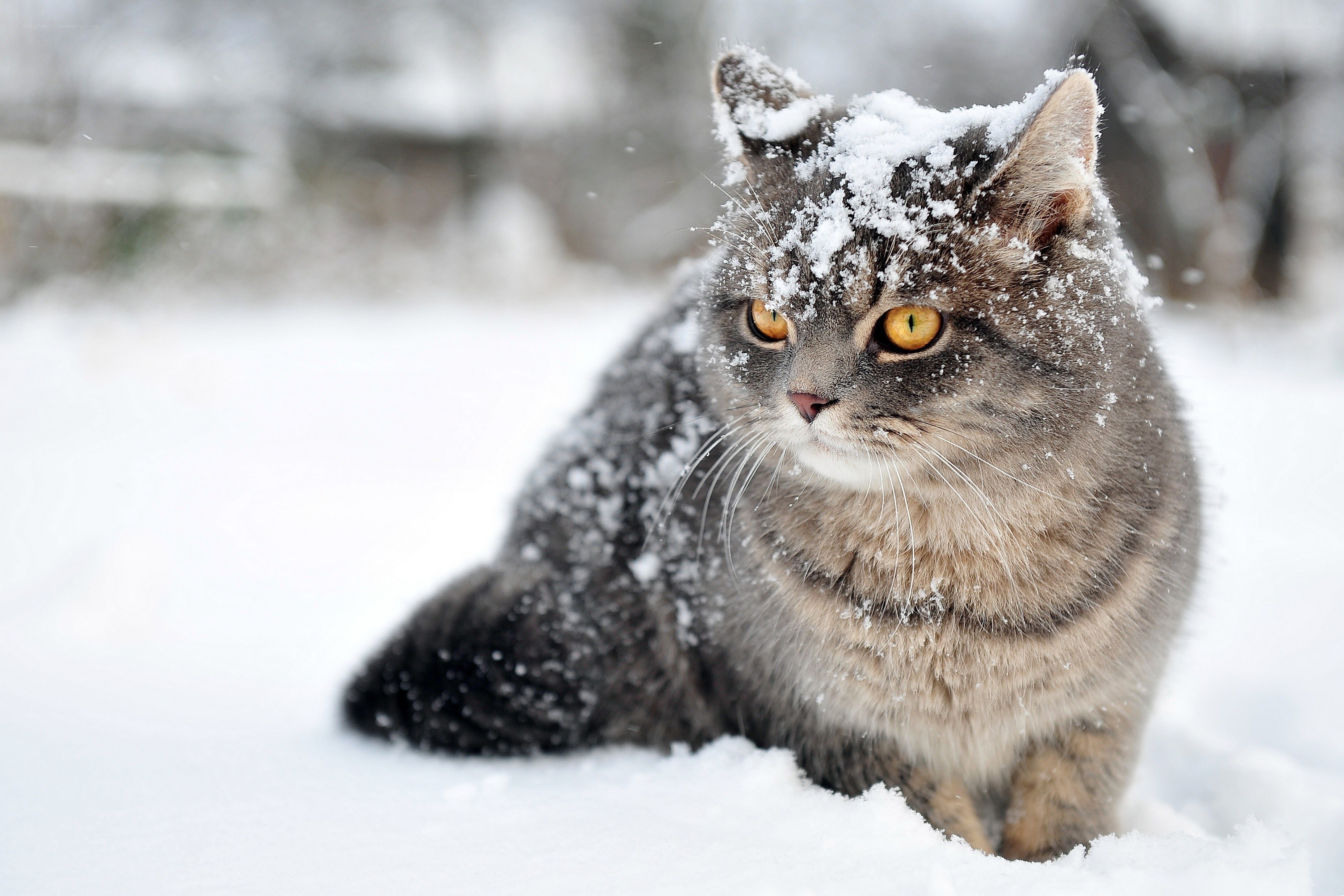 cat in the snow