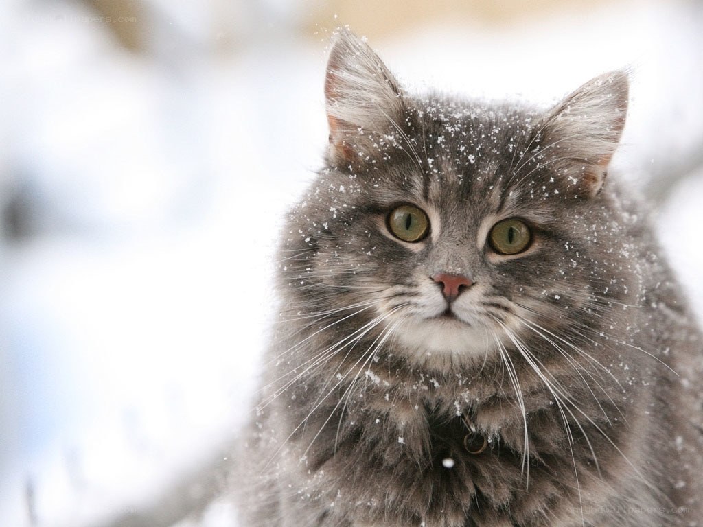 cat in the snow
